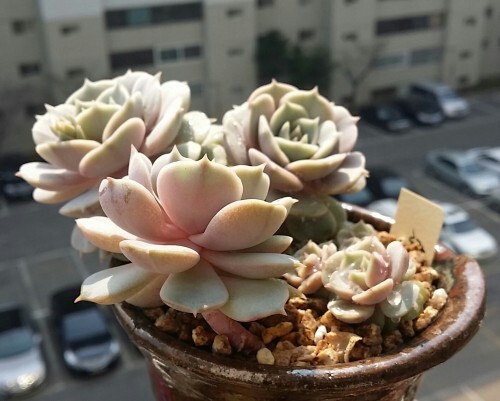 다육식물 로라.